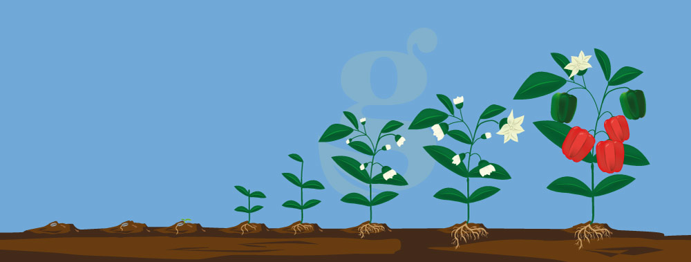 Growth stages of flowering plants