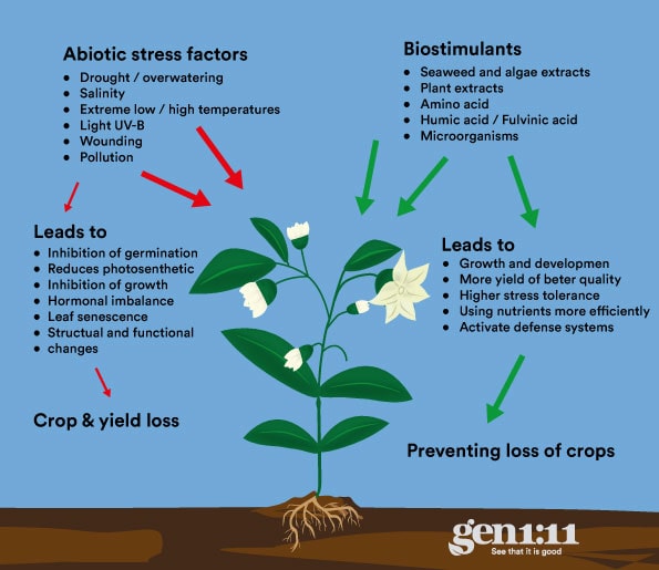 Biostimulanten The best fertilizers
