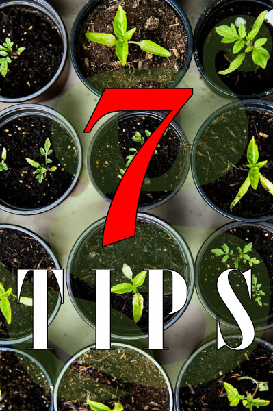 Binnen kweken 7 tips voor het kweken van binnenplanten